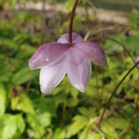 Anemonopsis macrophylla 